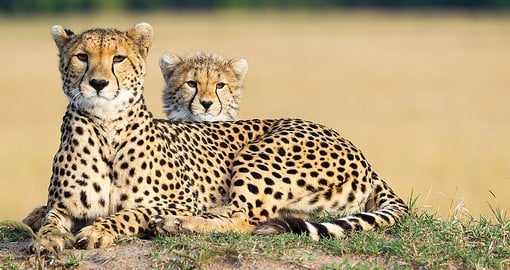 See Cheetahs and other Big Cats on your Tanzania Safari