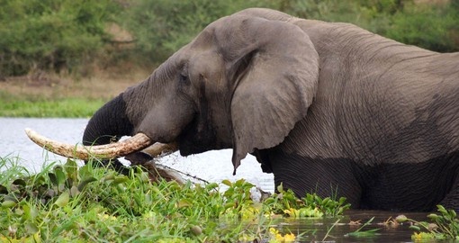 An elephant wades in the Shire river in Majete Game Reserve - making for great photos while on your Malawi vacation. 