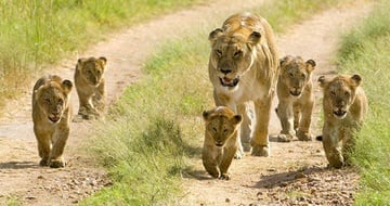 trip to kenya safari
