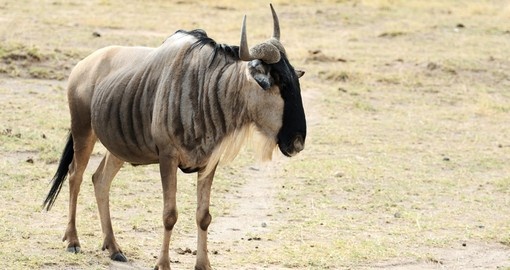 Gnu and part of your Kenyan safari experience in Samburu National Reserve