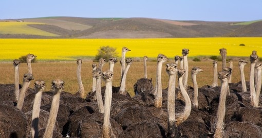 Ostrich farm in Oudtshoorn