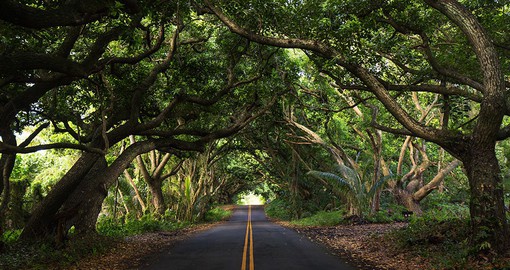 Get a taste of everything nature has to offer through the lush forests, waterfalls, and stunning coasts on the Road to Hana