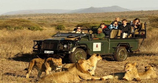 Experience Lion Encounter in Thanda during your
