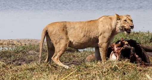 Lion, Moremi National Park