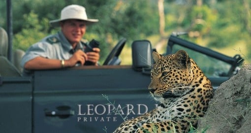 Experience a luxury safari while in South Africa