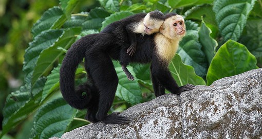 The Panamanian white-faced capuchin have a lifespan of 30 years