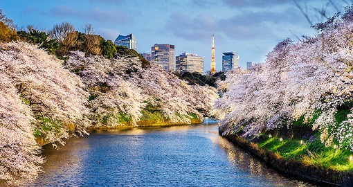 Each spring, the cherry blossoms burst into bloom across Japan