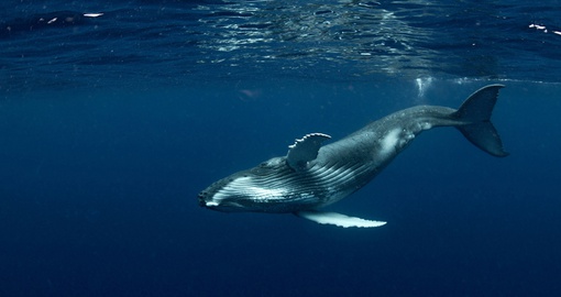 Swim with humpback whales in Tonga