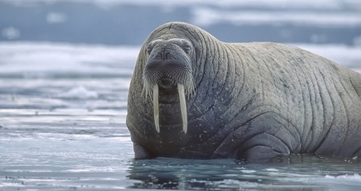 Large walrus