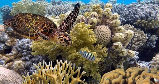 Discover the unique marine life on the Great Barrier Reef