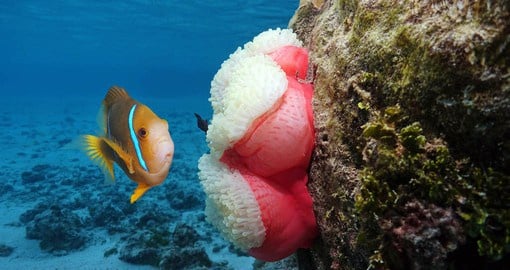 Discover the crystal clear waters of Rarotonga and discover unique marine life like the Clownfish and Sea Anemone