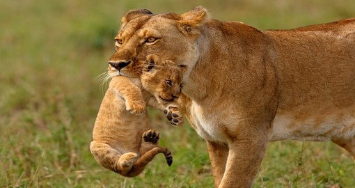 Get up close to animals on your Kenya safari