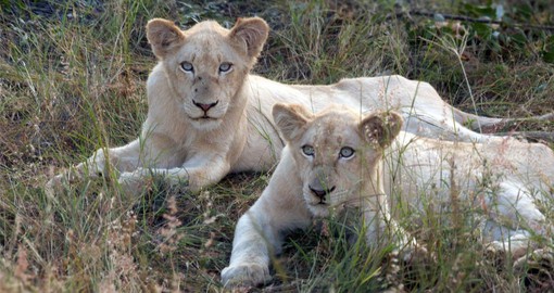 First discovered in the mid 1970s, Timbavati is famous for the white lions that inhabit the area