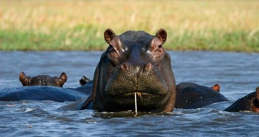 Hippo on the Zambezi in Livingstone, one of the various wildlife you will see during your Zambia vacation