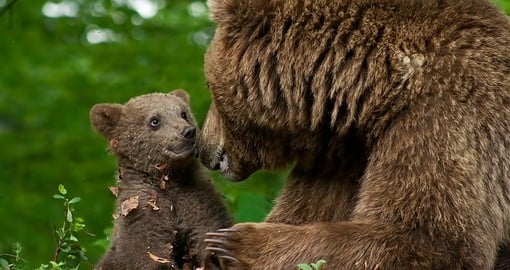 Brown bear and her cub
