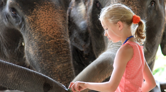 Get Up Close and Personal with Gentle Giants at Elephant Hills