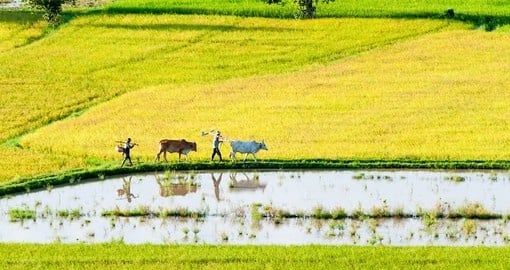 Farmers and their cows go out to work the field in the early morning