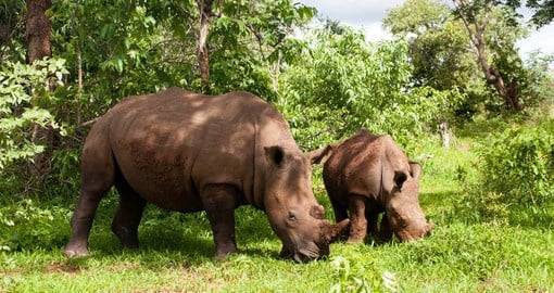 Mosi-oa-Tunya National Park in Zambia is home to a number of White Rhinos