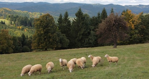 Herd of sheep on the pasture