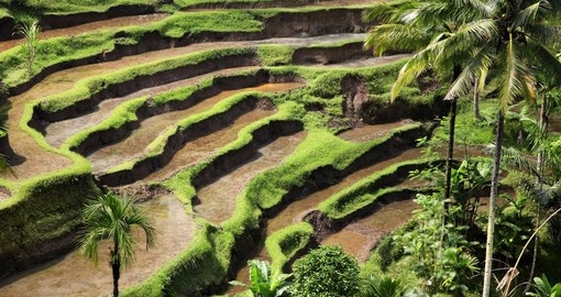 Rice terraces on the island of Bali