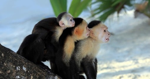 White Faced Capuchin monkey