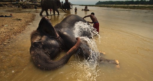 Bath time for an Asian Elephant in the park
