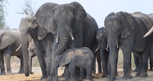 Your Botswana safari visit Chobe, known for its large herds of elephants