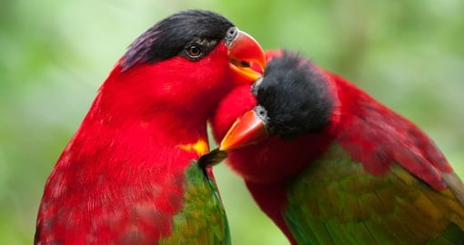 Visit Jurong Bird Park and learn about hundreds of different species on your Singapore Tour