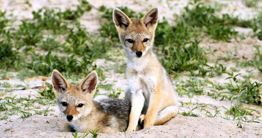 Black-backed jackals are monogamous, forming life long bonds