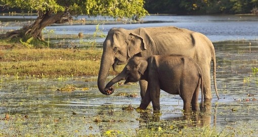A female Asian Elephant and her baby at Yala National Park