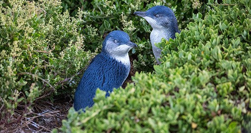 Catch Phillip Island's headline act, The Penguin Parade