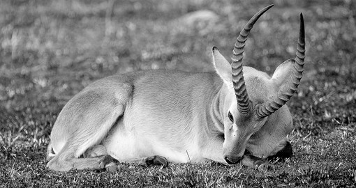Antelope sleeps on the ground