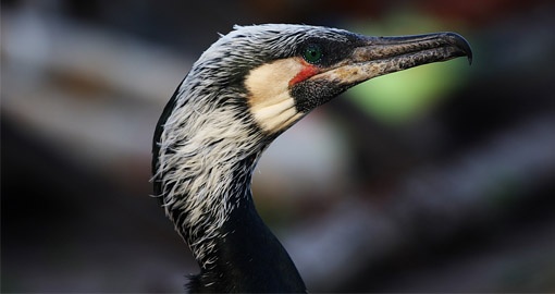 A fishing cormorant