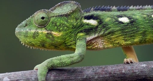 Malagasy giant chameleon is a great photo opportunity on Madagascar tours.
