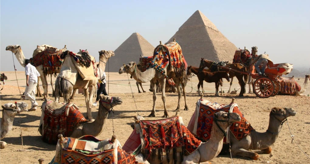 camels near pyramids