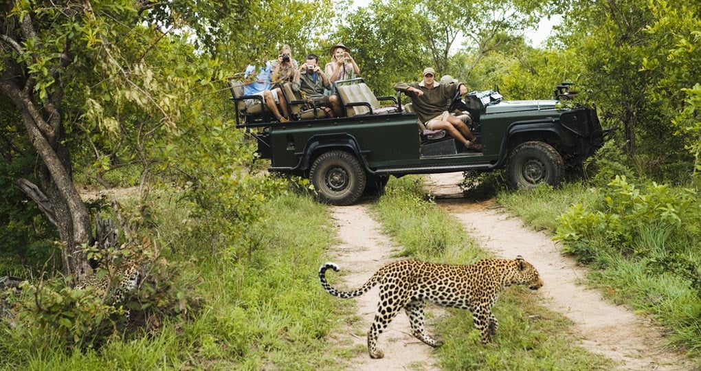 leopard crossing on safari
