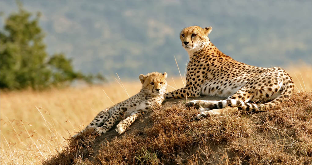 cheetahs in Masai Mara
