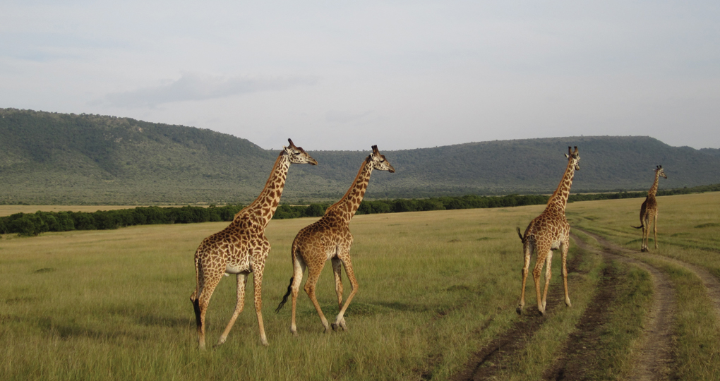 giraffes in Kenya