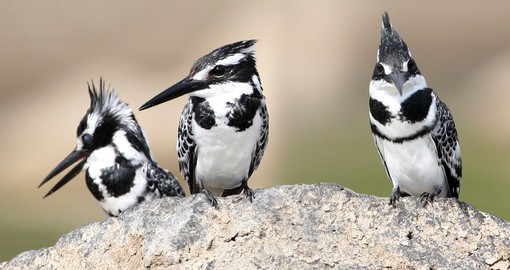 Avian inhabitants of Lake Nakuru National Park