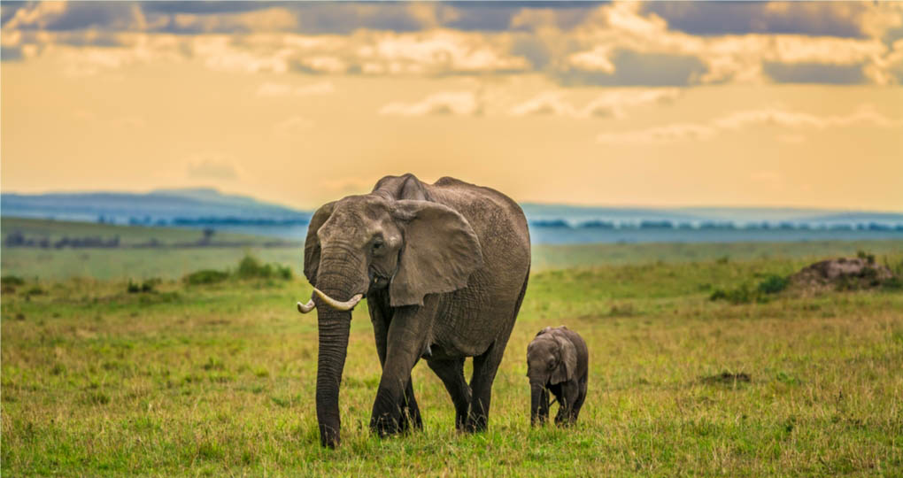 Masai Mara elephants