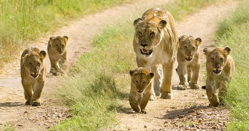 When travelling to Kenya you may well see a lioness walking her cubs through Kenya's Masai Mara