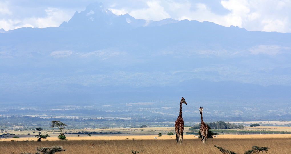 giraffes Mt. Kenya