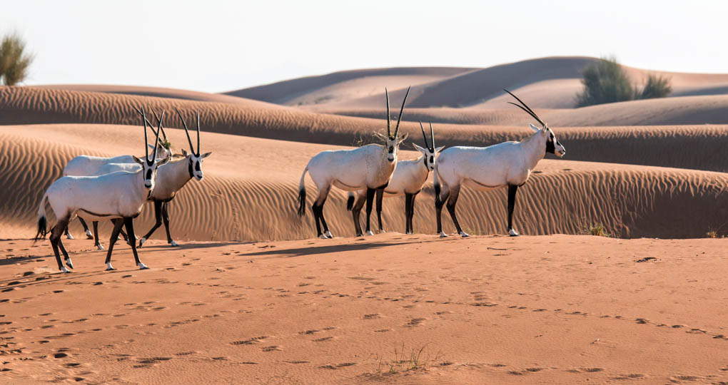 Arabian oryx desert