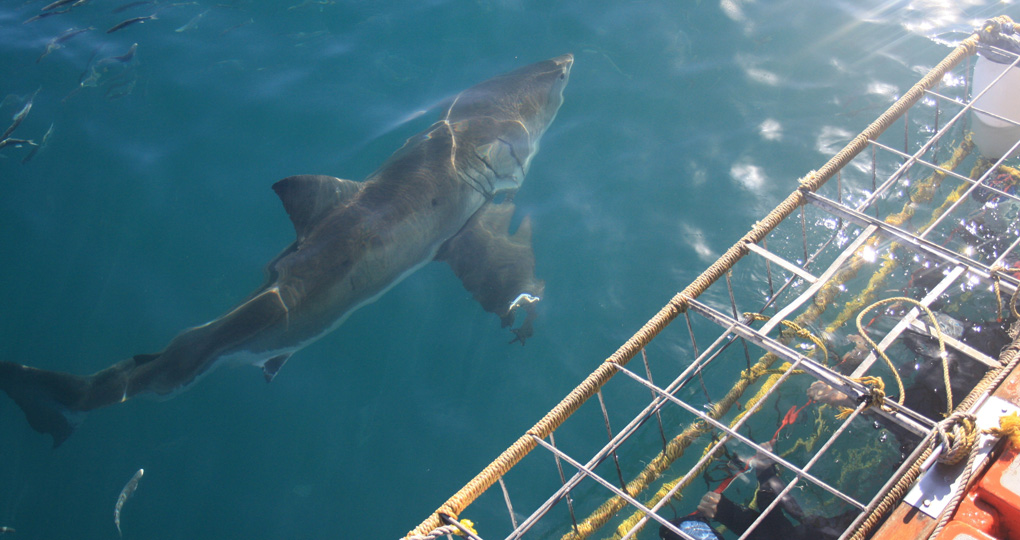 Great White Shark near cage