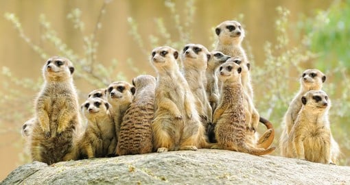 A family of Meerkats