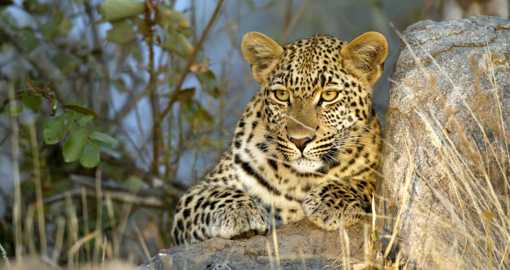 Leopard in Greater Kruger, South Africa