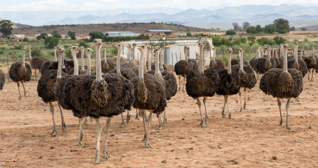 ostriches of Oudtshoorn
