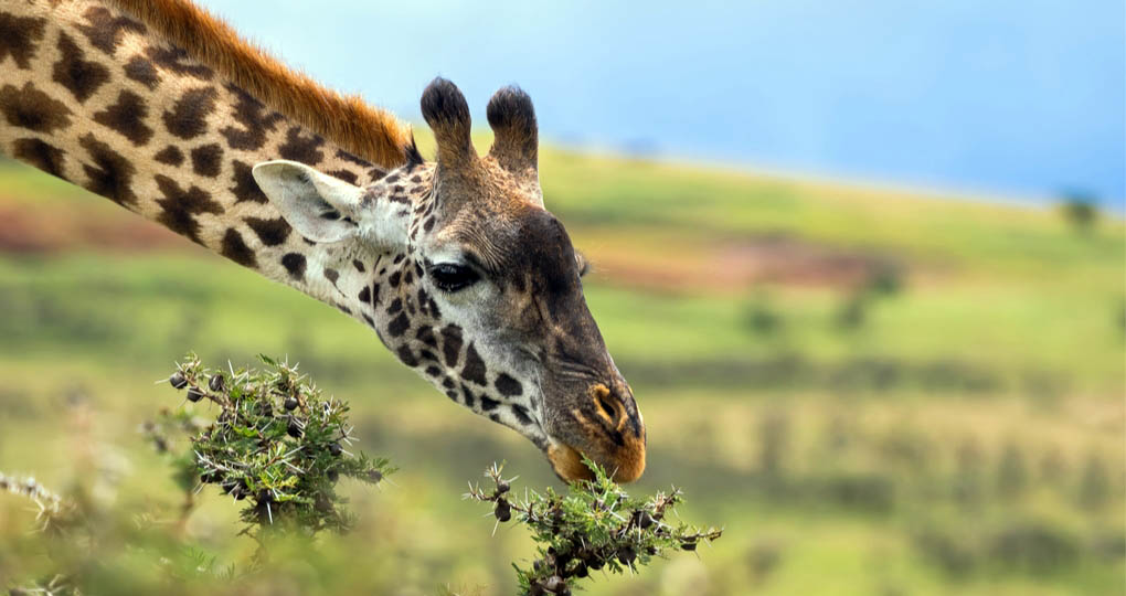 Ngorongoro Crater giraffe