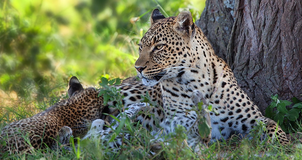 leopard and cubs serengeti