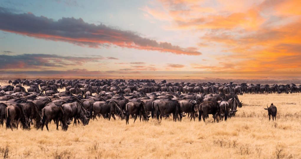 Great Migration of wildebeest